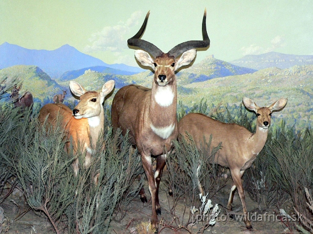 Picture 146.jpg - Mountain  Nyala (Tragelaphus buxtoni) in Bale Mountains, Ethiopia.